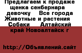 Предлагаем к продаже щенка сенбернара - девочку. - Все города Животные и растения » Собаки   . Алтайский край,Новоалтайск г.